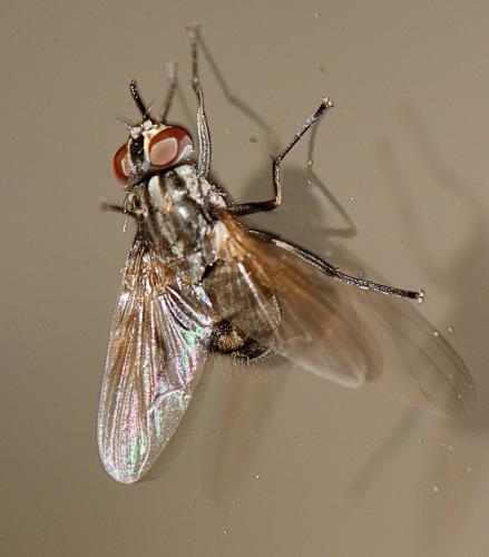 Réf. 295 159 : Stomoxys calcitrans